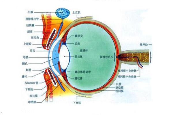 人眼结构图