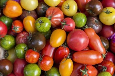 用标准光源箱对番茄的颜色进行分类